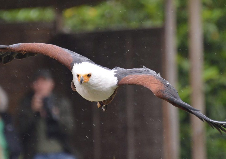 Birds of Prey Found in East Africa