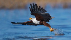 African Eagle - Birds of Prey Found in East Africa