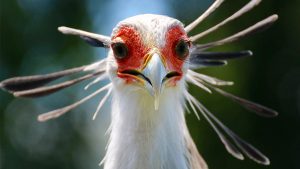 Secretary Bird - Birds of Prey Found in East Africa