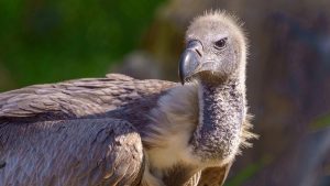 White Backed Vulture - Birds of Prey Found in East Africa