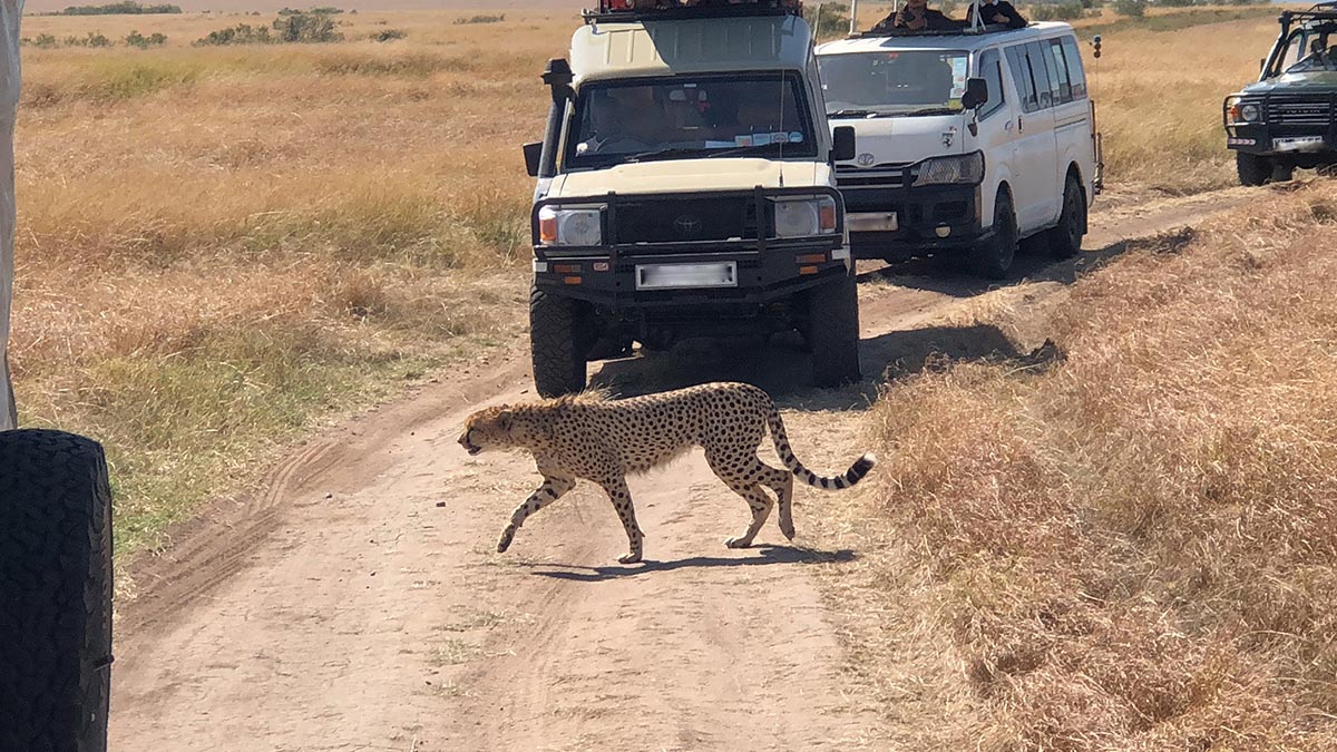 African Safari in Uganda and Rwanda