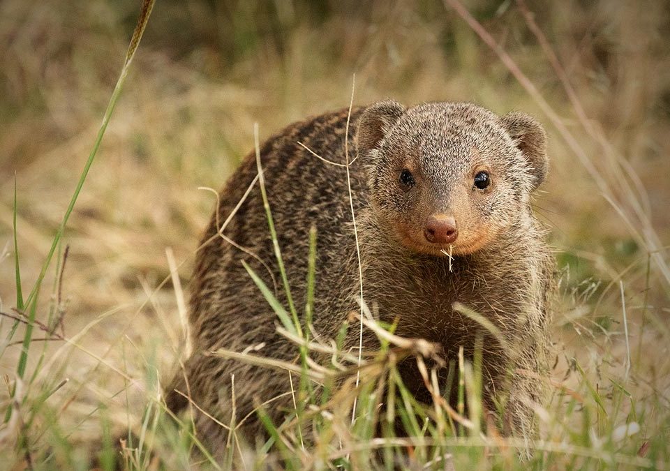 Banded Mongoose in Uganda: Where to see them