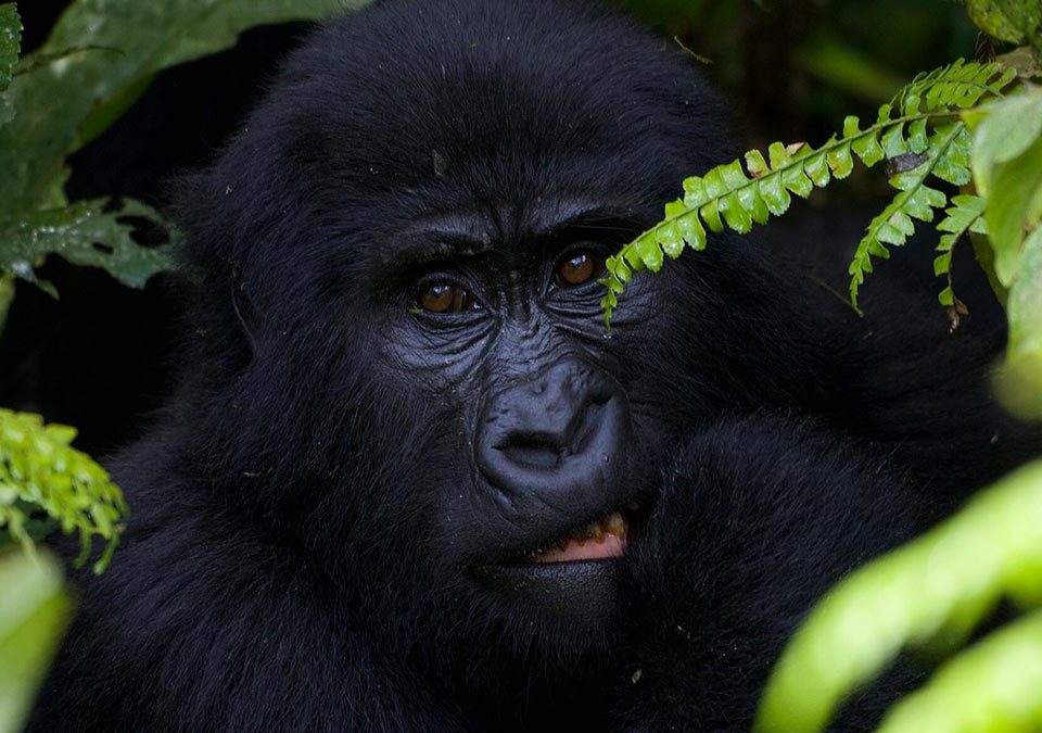 Mountain Gorilla Trekking: Everything You Need to Know