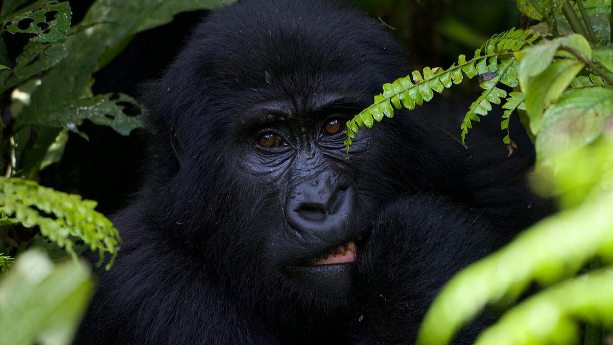 Mountain Gorilla Trekking: Everything You Need to Know