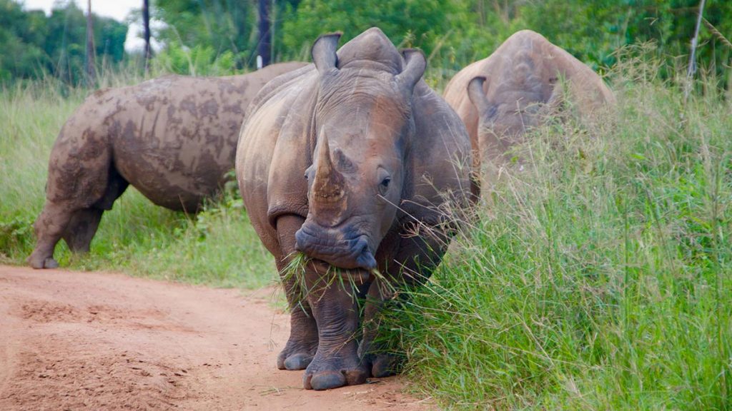 White Rhino - Safari big five game