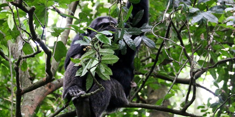 Nyungwe Forest