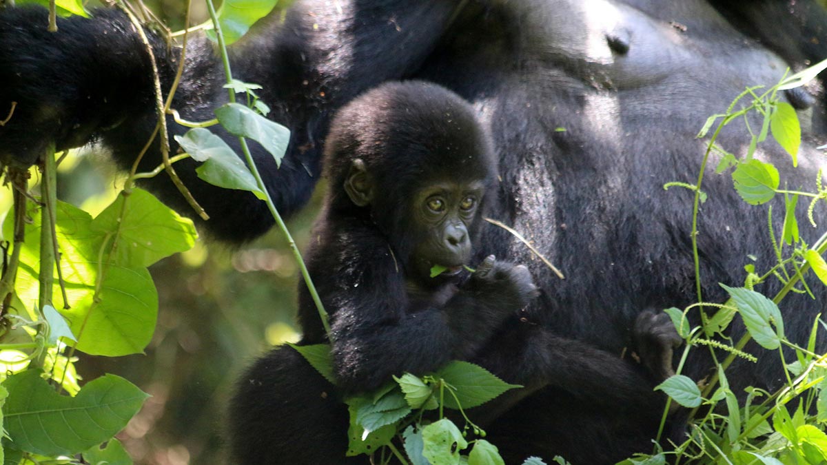 Uganda Wild Safari