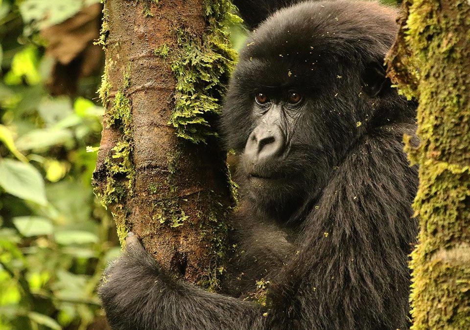 Mountain Gorilla Population up