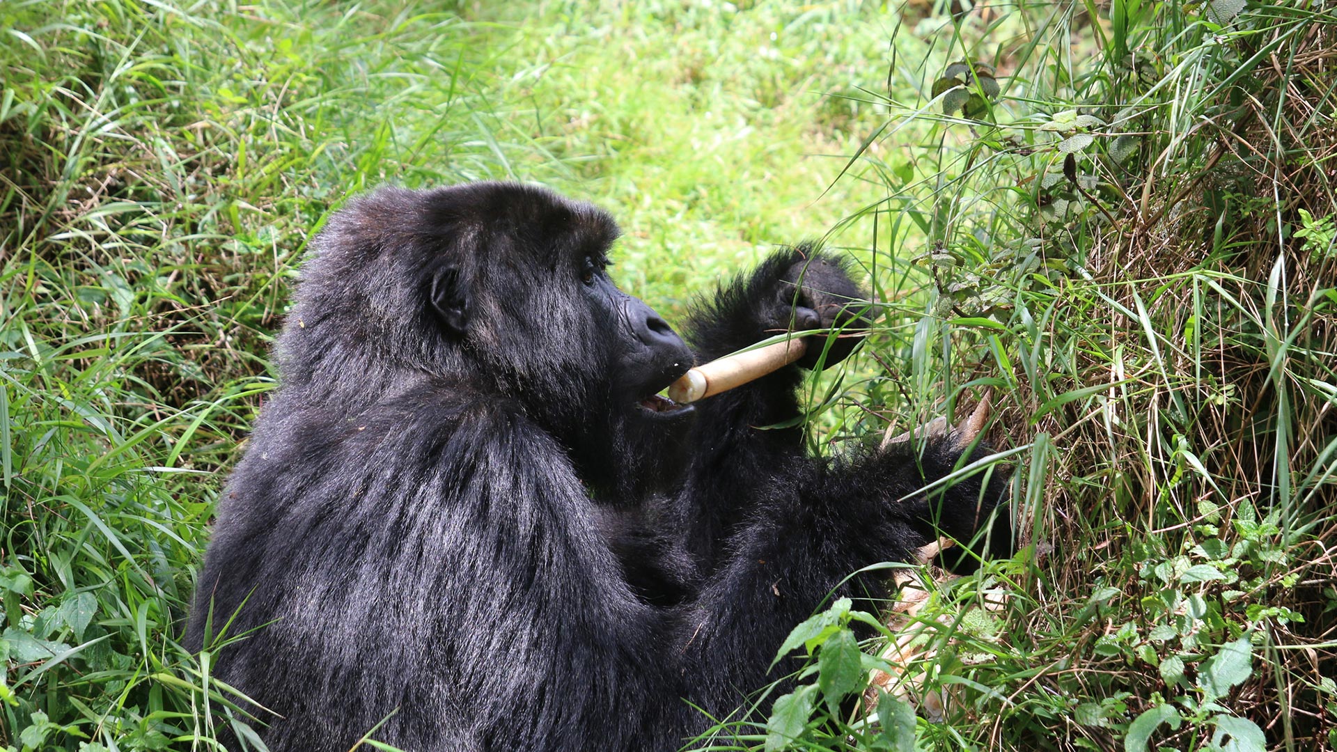 Rwanda Safaris & Tours