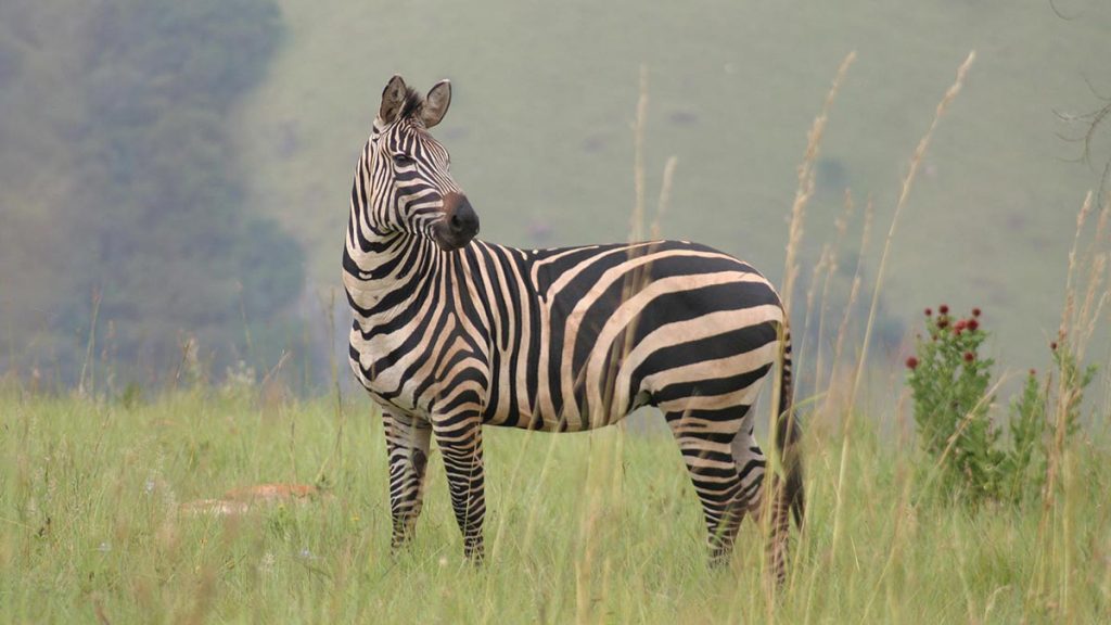 Lake Mburo National Park