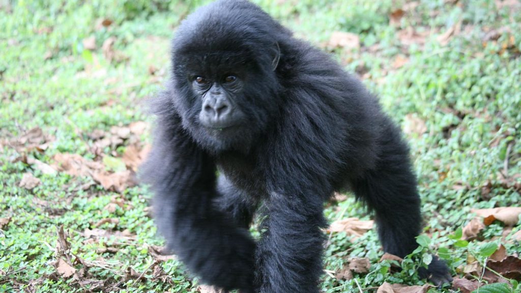 What is Mountain Gorilla Trekking?