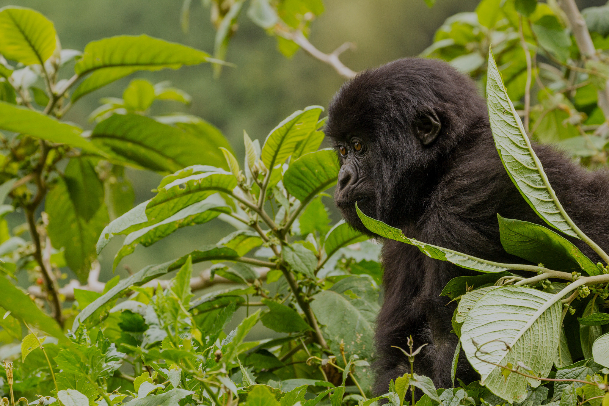 Rwanda_safaris